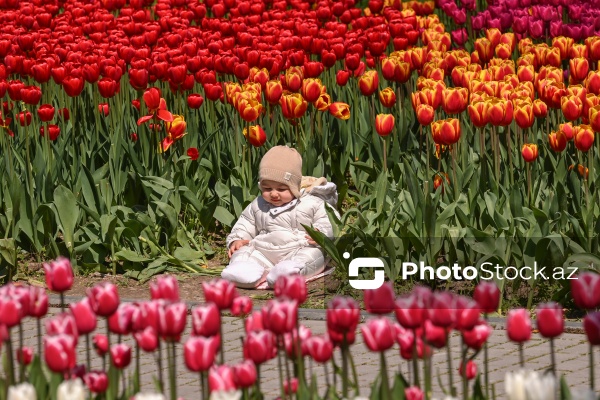Bakı Bulvarında dağlaləsi mövsümü