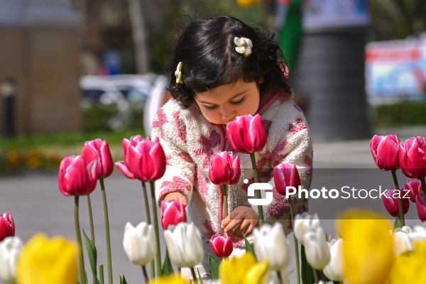 Bakı Bulvarında dağlaləsi mövsümü