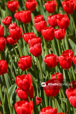 Bakı Bulvarında dağlaləsi mövsümü