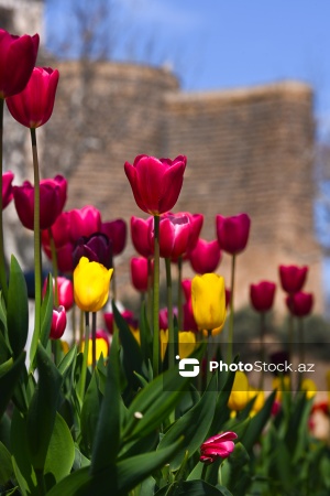 Bakı Bulvarında dağlaləsi mövsümü