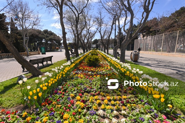 Bakı Bulvarında dağlaləsi mövsümü