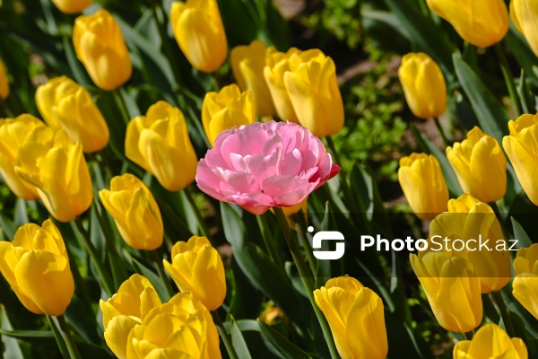 Bakı Bulvarında dağlaləsi mövsümü