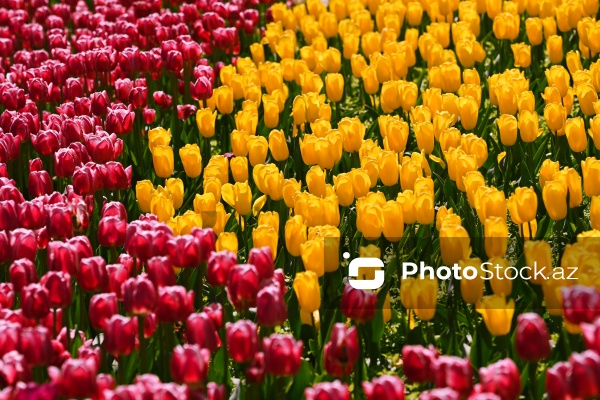 Bakı Bulvarında dağlaləsi mövsümü