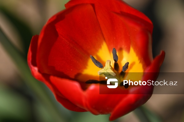 Bakı Bulvarında dağlaləsi mövsümü