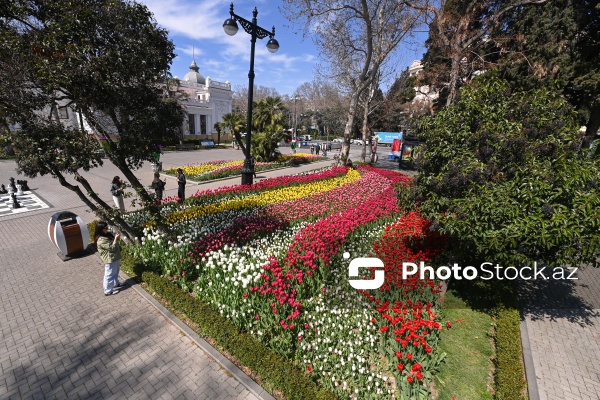 Bakı Bulvarında dağlaləsi mövsümü