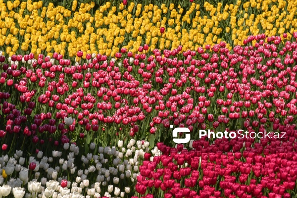 Bakı Bulvarında dağlaləsi mövsümü