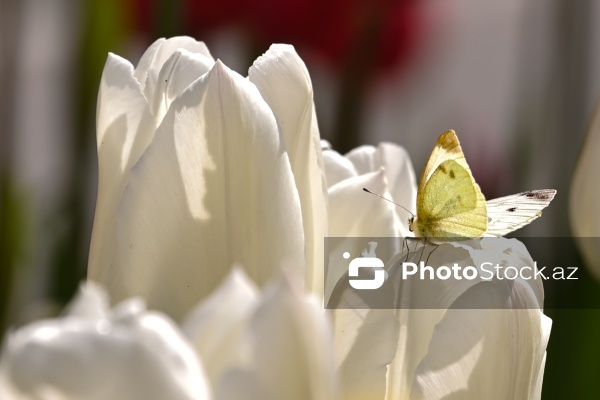 Bakı Bulvarında dağlaləsi mövsümü
