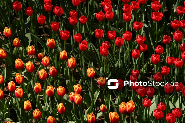 Bakı Bulvarında dağlaləsi mövsümü