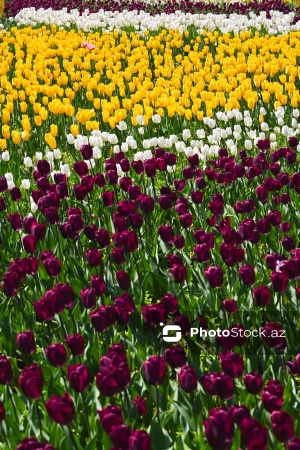 Bakı Bulvarında dağlaləsi mövsümü