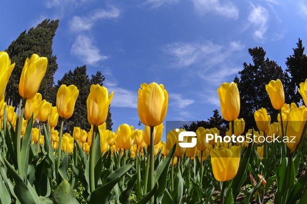 Bakı Bulvarında dağlaləsi mövsümü