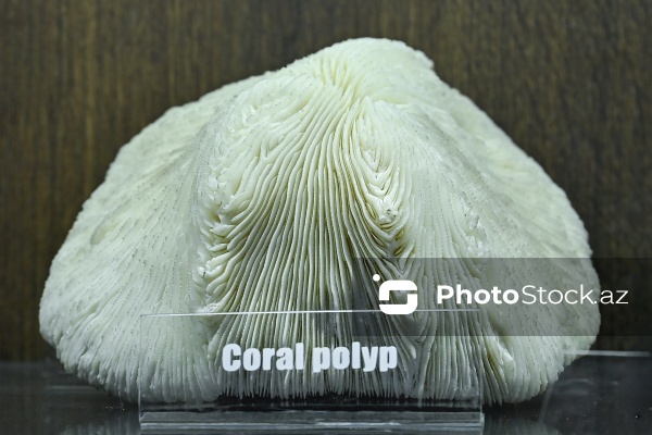 Bakı Dövlət Universitetinin Faydalı qazıntılar muzeyi