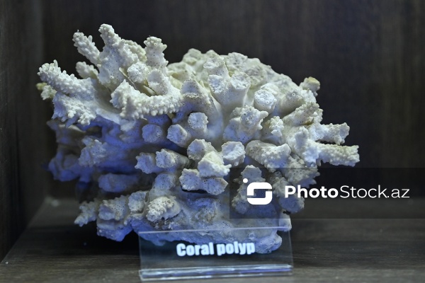 Bakı Dövlət Universitetinin Faydalı qazıntılar muzeyi