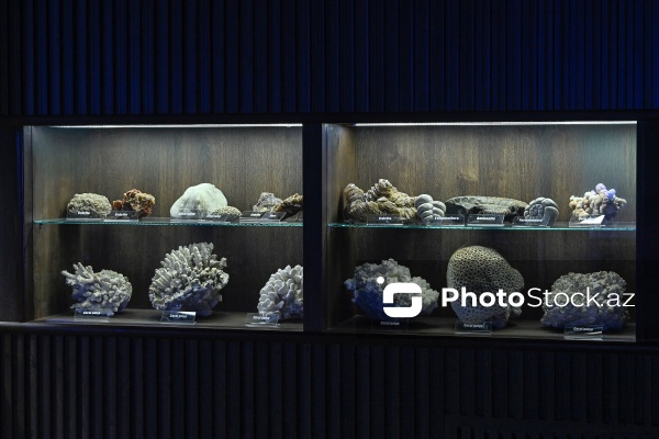 Bakı Dövlət Universitetinin Faydalı qazıntılar muzeyi