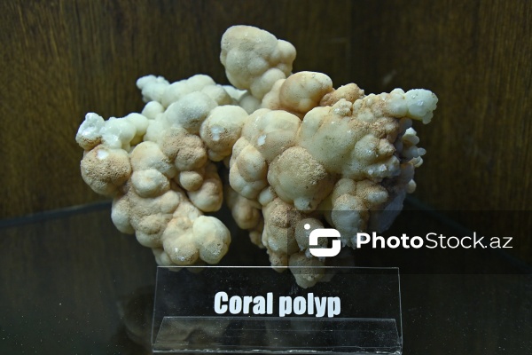 Bakı Dövlət Universitetinin Faydalı qazıntılar muzeyi