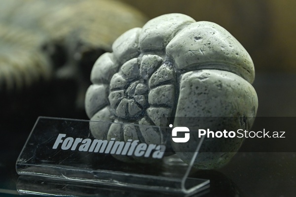 Bakı Dövlət Universitetinin Faydalı qazıntılar muzeyi