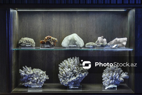 Bakı Dövlət Universitetinin Faydalı qazıntılar muzeyi