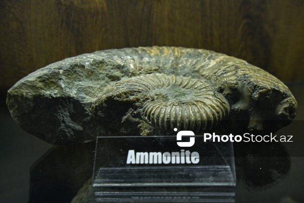 Bakı Dövlət Universitetinin Faydalı qazıntılar muzeyi