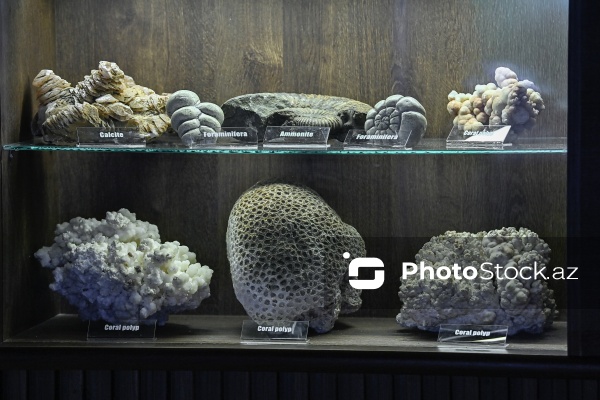 Bakı Dövlət Universitetinin Faydalı qazıntılar muzeyi