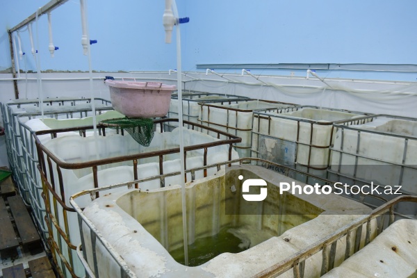 Bakıda keçirilən balıq yarmarkası