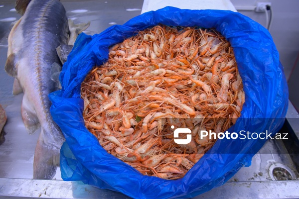 Bakıda keçirilən balıq yarmarkası