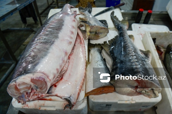 Bakıda keçirilən balıq yarmarkası