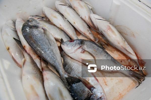 Bakıda keçirilən balıq yarmarkası