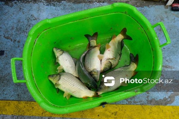 Bakıda keçirilən balıq yarmarkası