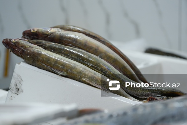 Bakıda keçirilən balıq yarmarkası