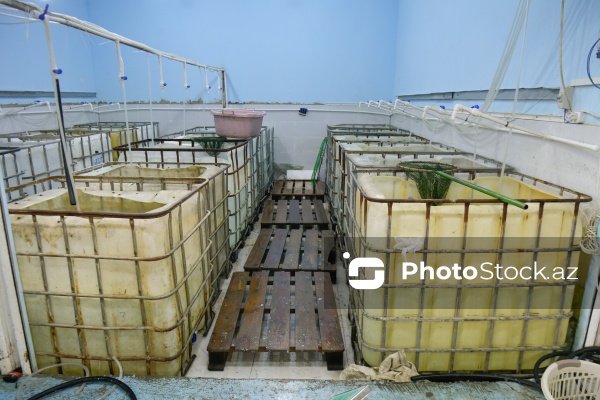 Bakıda keçirilən balıq yarmarkası