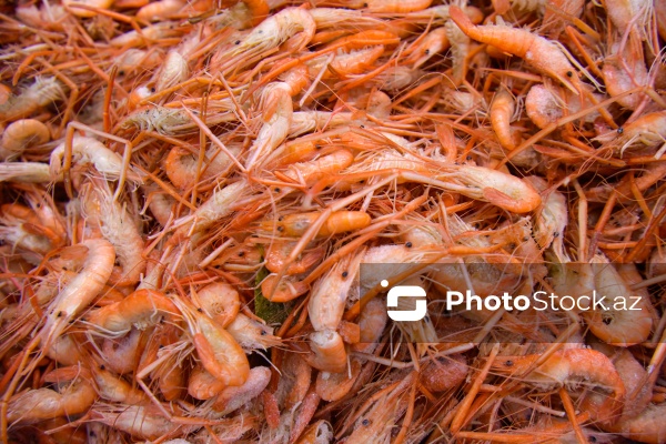 Bakıda keçirilən balıq yarmarkası