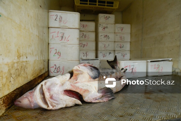 Bakıda keçirilən balıq yarmarkası