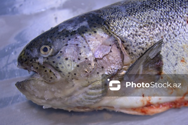 Bakıda keçirilən balıq yarmarkası