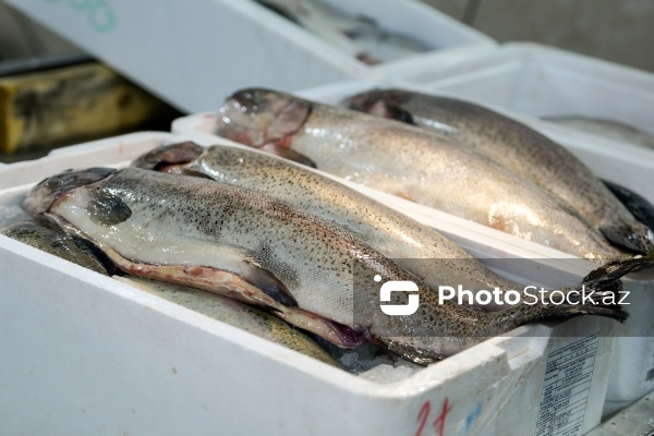 Bakıda keçirilən balıq yarmarkası