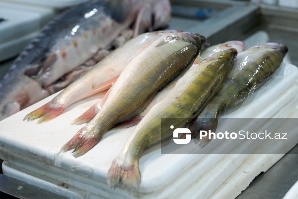 Bakıda keçirilən balıq yarmarkası