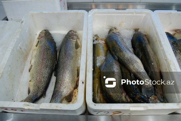 Bakıda keçirilən balıq yarmarkası