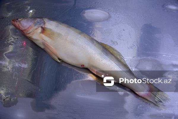 Bakıda keçirilən balıq yarmarkası