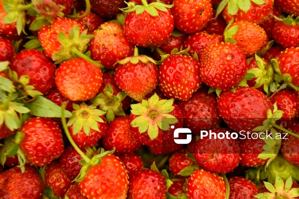 Bakıda keçirilən “Kənddən Şəhərə” yarmarkası