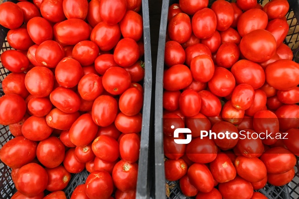 Bakıda keçirilən “Kənddən Şəhərə” yarmarkası