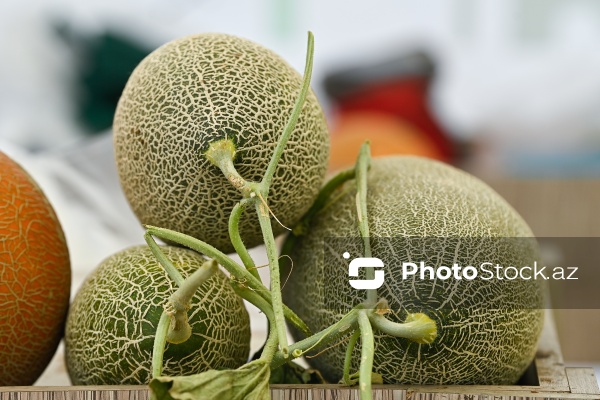 Bakıda keçirilən “Kənddən Şəhərə” yarmarkası