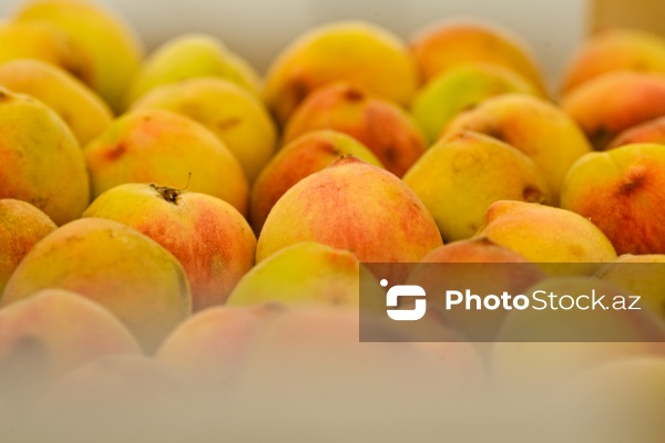 Bakıda keçirilən “Kənddən Şəhərə” yarmarkası
