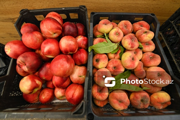 Bakıda keçirilən “Kənddən Şəhərə” yarmarkası