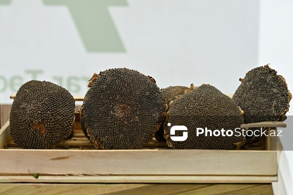 Bakıda keçirilən “Kənddən Şəhərə” yarmarkası