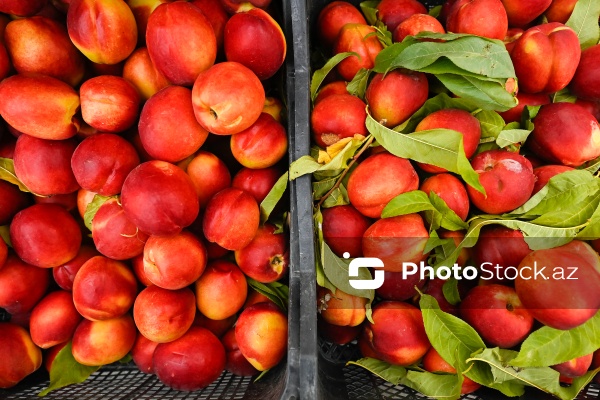 Bakıda keçirilən “Kənddən Şəhərə” yarmarkası