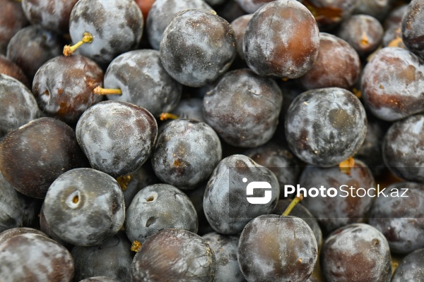 Bakıda keçirilən “Kənddən Şəhərə” yarmarkası