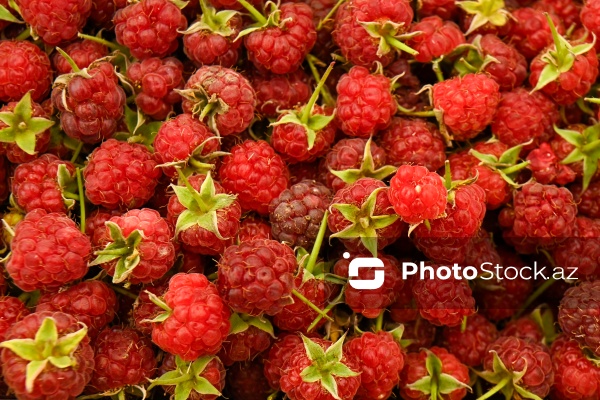 Bakıda keçirilən “Kənddən Şəhərə” yarmarkası