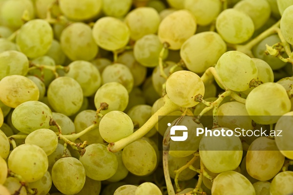 Bakıda keçirilən “Kənddən Şəhərə” yarmarkası