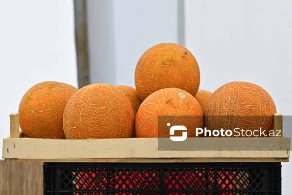 Bakıda keçirilən “Kənddən Şəhərə” yarmarkası