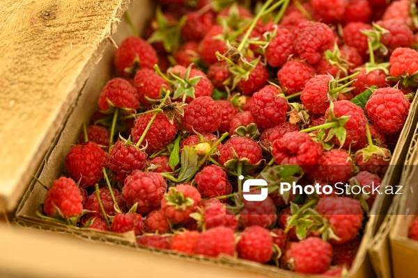 Bakıda keçirilən “Kənddən Şəhərə” yarmarkası