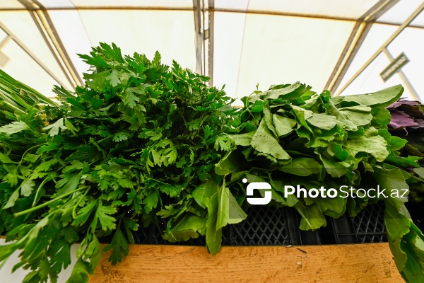 Bakıda keçirilən “Kənddən Şəhərə” yarmarkası