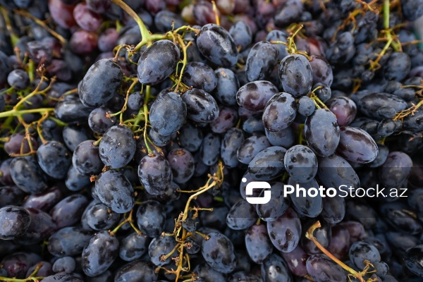 Bakıda keçirilən “Kənddən Şəhərə” yarmarkası